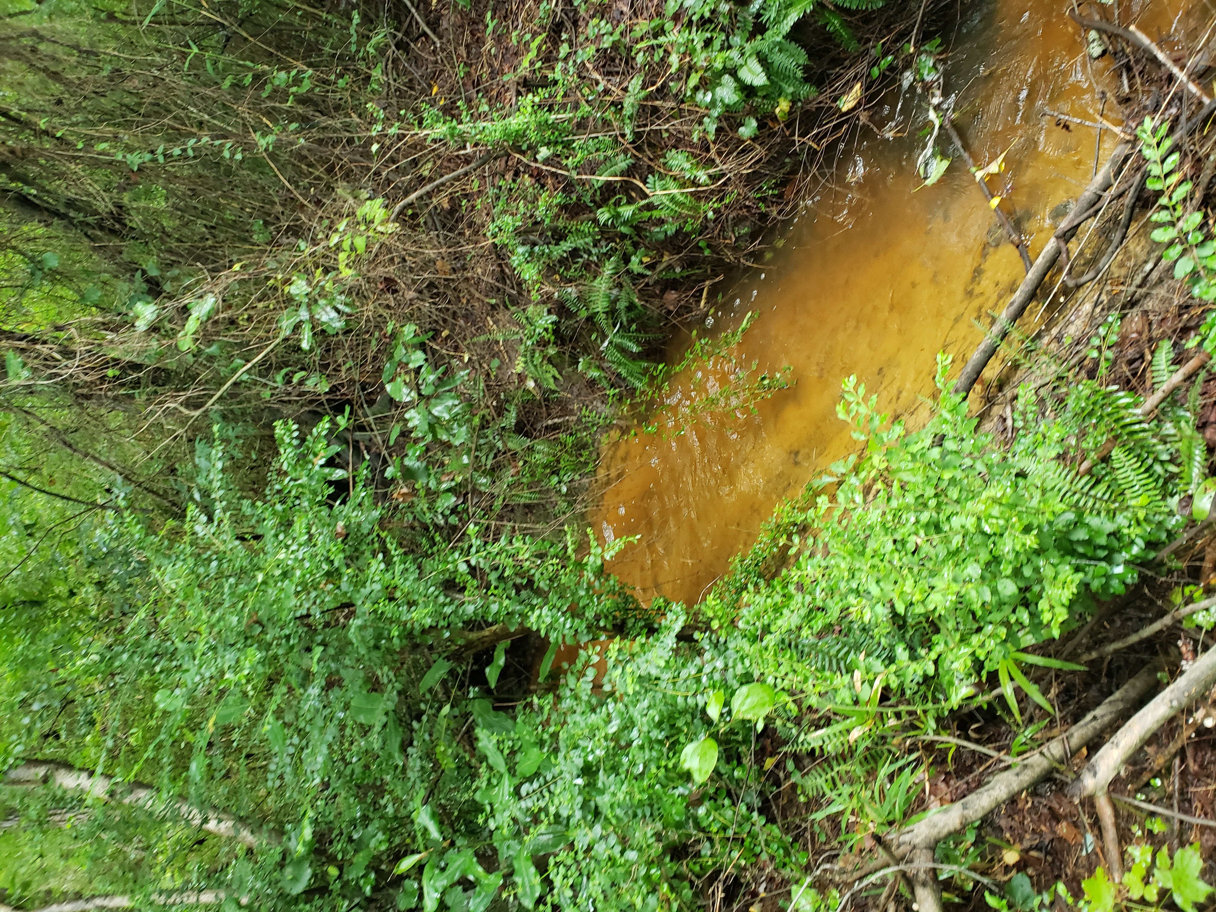 The swamp before clearing